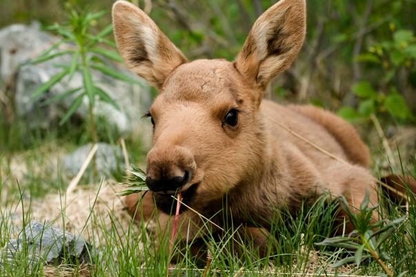 Moose calf laying down eating grass