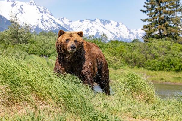 Alaska Wildlife Conservation Center Brown Bear, Image 2