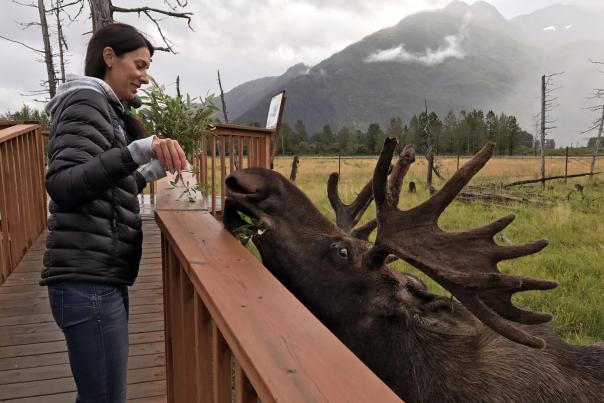 A guest on the behind-the-scenes tour at Alaska Wildlife Conservation Center feeds branches to a bull moose.