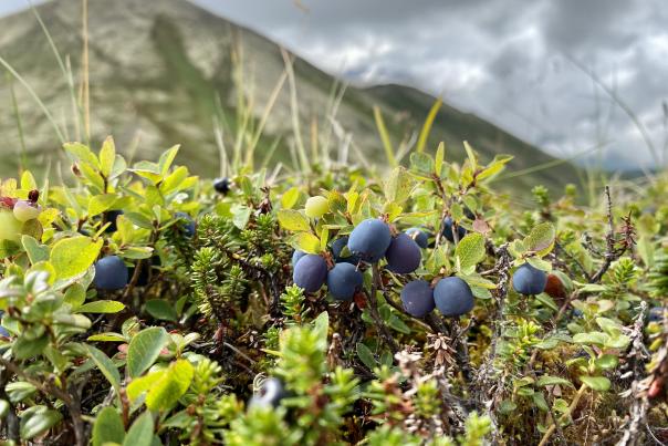 Arctic Valley Blueberries