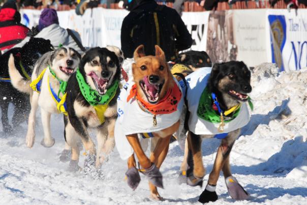 Iditarod Sled Dog Team Fourth Avenue Anchorage Alaska