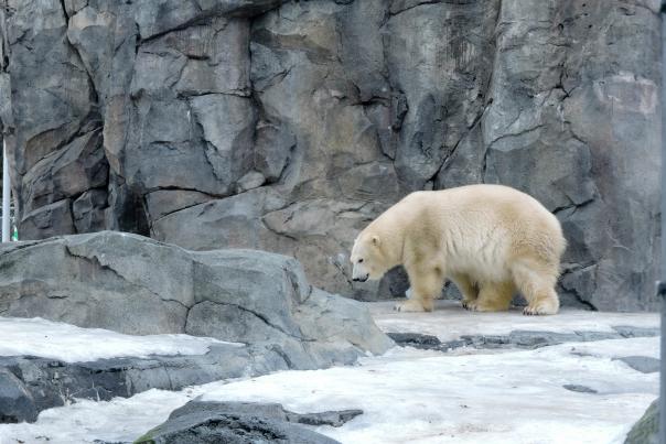 Polar bear at the Alaska Zoo