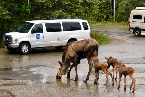 Sheep Shuttle Image
