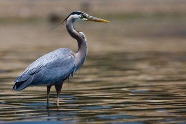 Great_Blue_Heron_page_image - prop talk