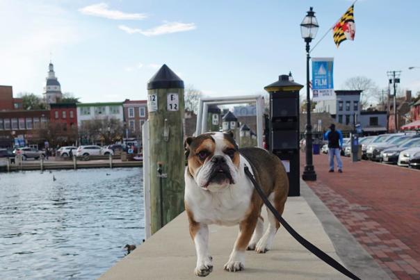 Bulldog walks alongside the water