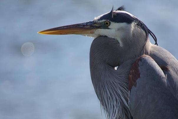 Blue Heron sits by the water.