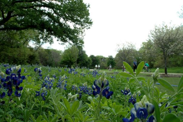 bluebonnets river legacy