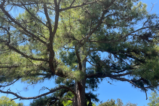 A large pine tree against a blue sky