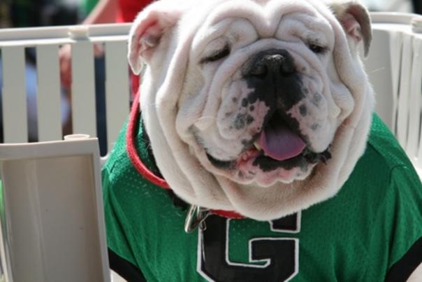 st patrick's day bulldog