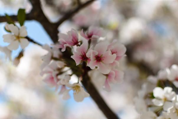 Cherry blossom