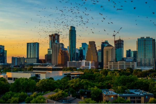 Austin skyline as the sun is setting with a cloud of bats in the foreground.