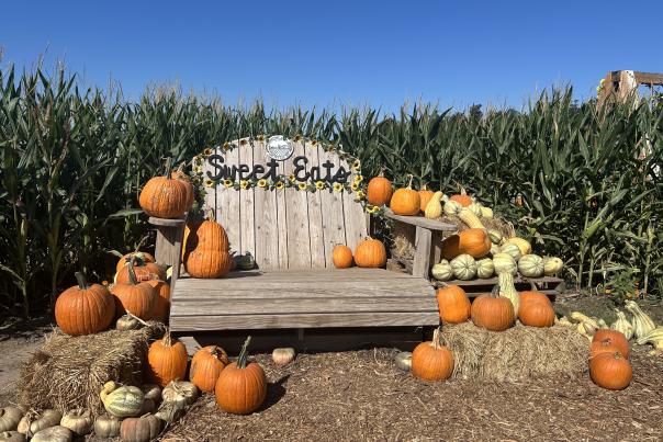 Wooden bench with "Sweet Eats" painted across the top, sitting in front of a cornfield, surrounded by different shapes and colors of pumpkins.