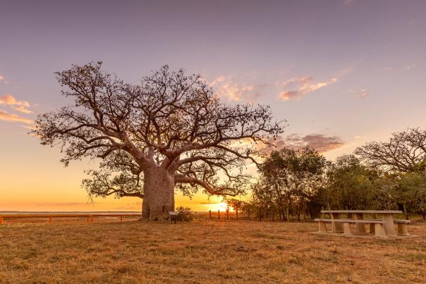The Dinner Boab Tree in Derby, situated on the muflats. The sun is setting in the distances, with beautiful gold and red blue colours in the sky.