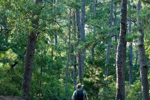 Hike Bastrop State Park