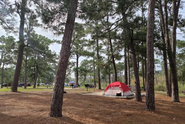 Bastrop State Park Camping