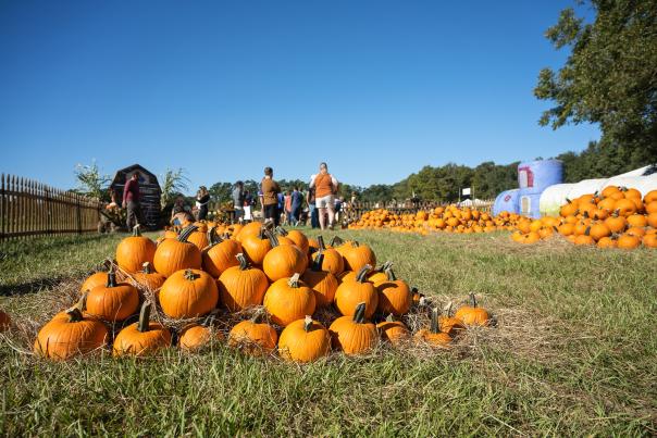 Corn Maze at Burden