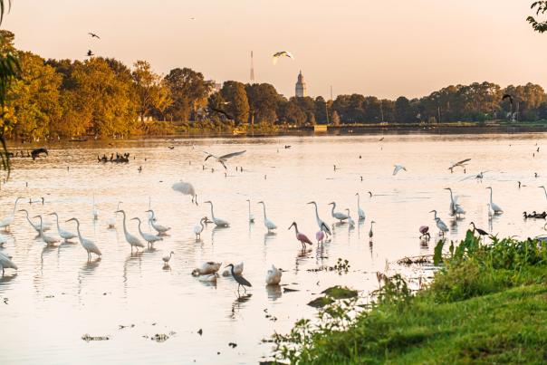 LSU Lakes