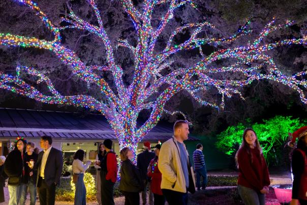 Louisiana Lights