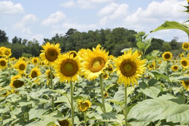 Sunflowers at Burden
