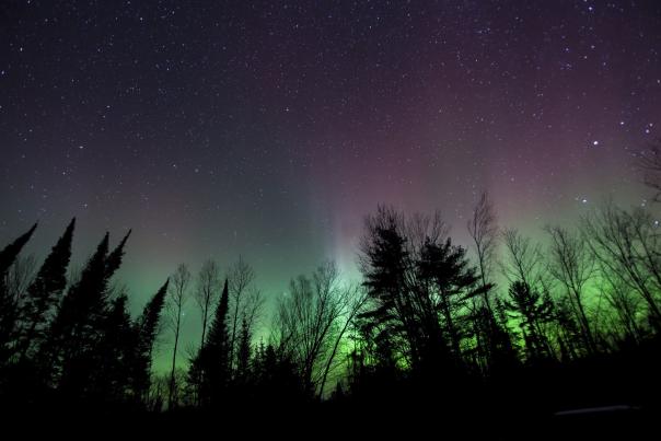 Northern Lights through the Trees