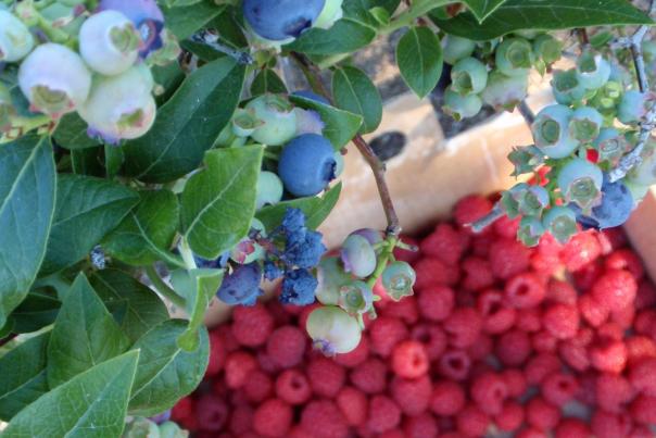 Bayfield Berries Blueberries and Raspberries