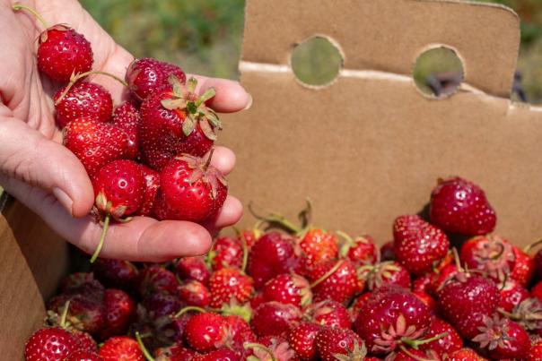Strawberries