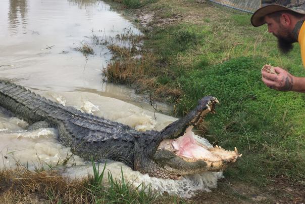 Man feeding Big Texas at Gator Country in Beaumont, TX