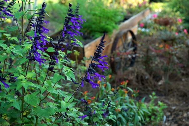 Colorful garden of flowers