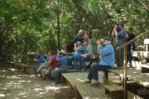 Boy Scout Woods at High Island near Beaumont, TX