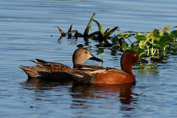 Cinnamon Teal at Cattail Marsh in Beaumont, TX.