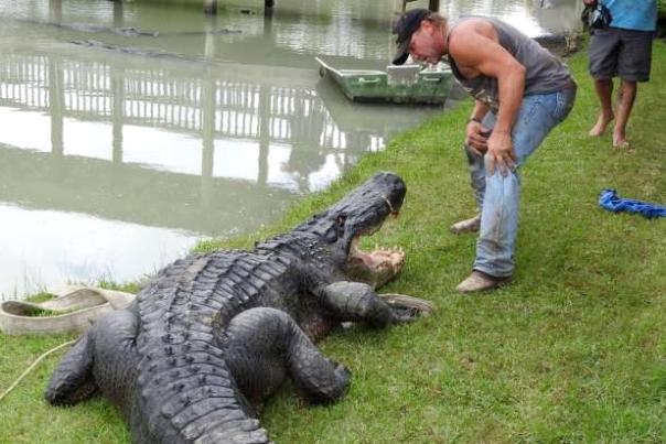 Beaumont's Big Texas: Alligator