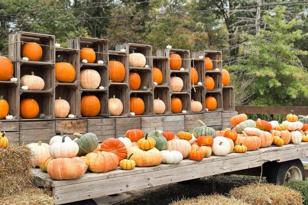 pumpkins