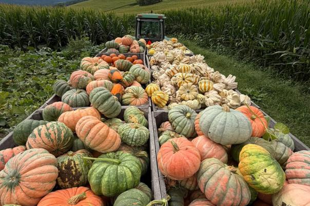 Pumpkin Patch