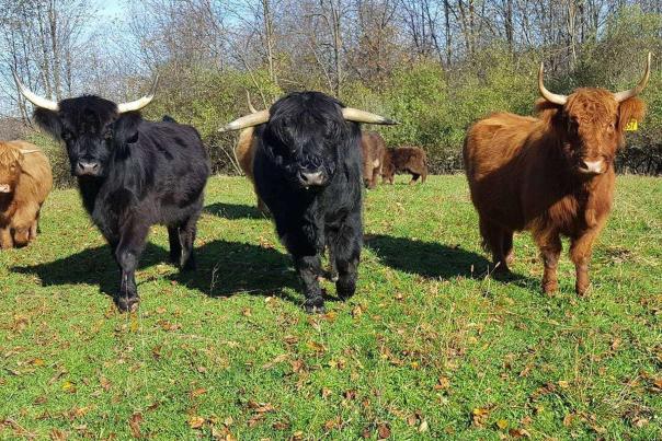 Bisons