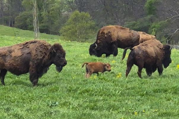 Bison Farm