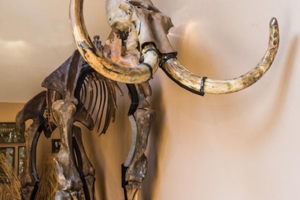 Museum of Native American History