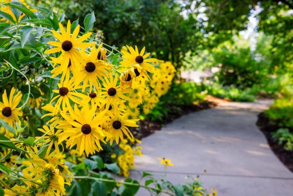Vibrant yellow flowers line a winding path through a lush garden, surrounded by greenery and dappled sunlight. A serene setting invites exploration.