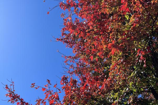 Fall Autumn Tree Leaves