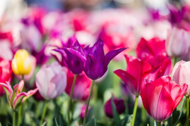 A field of tulips in various shades, including purple, pink, and yellow, creating a colorful floral display under sunlight.