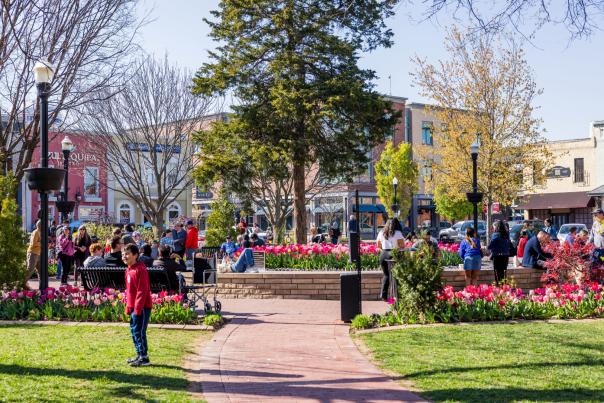 Busy outdoor scene in Bentonville town square with people enjoying a sunny day among vibrant pink tulip beds and historic storefronts.
