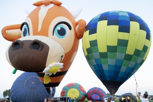 Colorful hot air balloons, including a large cow-shaped balloon, are inflated in a grassy field. People prepare for the launch nearby.