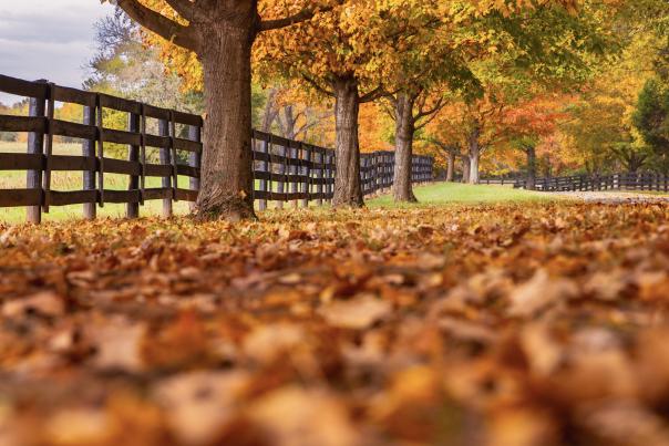 Autumn Leaves by Mark Schaffer Photography