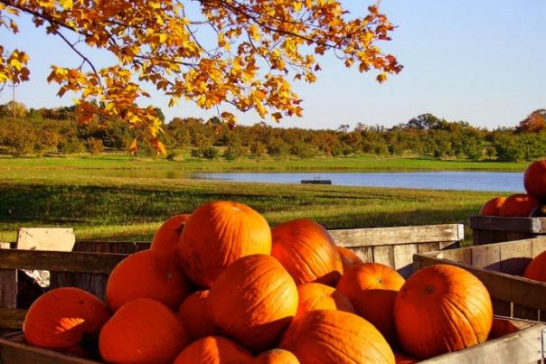 Pumpkins at Jackson's Orchard in Bowling Green, Kentucky