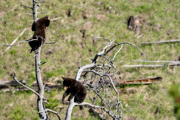 Two black bear cubs play on a dead tree, surrounded by green grass and fallen branches, showcasing a vibrant natural habitat.