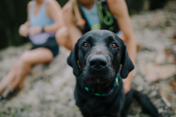A black Labrador retriever sits in focus, with two hikers blurred in the background, surrounded by a natural, rocky landscape.