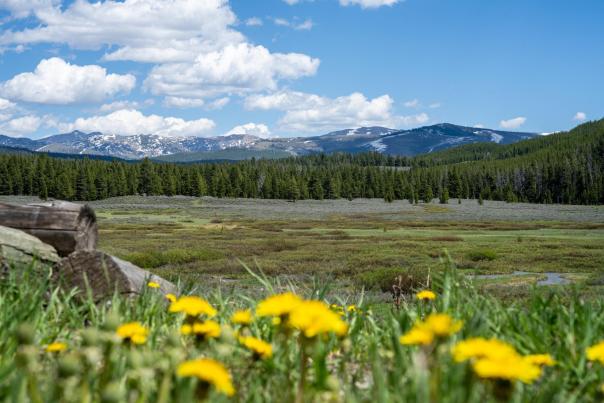 A scenic landscape featuring a meadow with yellow wildflowers in the foreground, surrounded by lush green trees and distant snow-capped mountains under a blue sky.