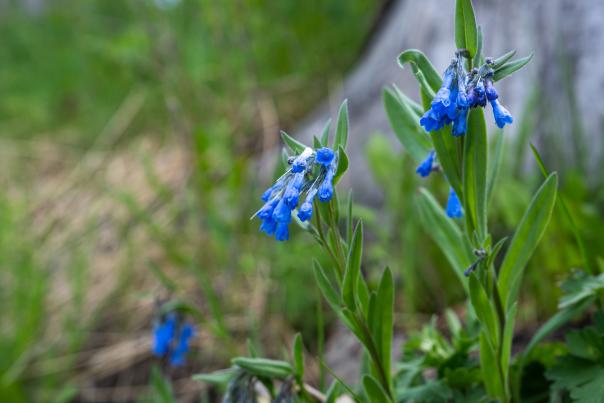 Close-up of delicate blue flowers surrounded by green foliage, set against a blurred natural background, evoking a serene outdoor atmosphere.