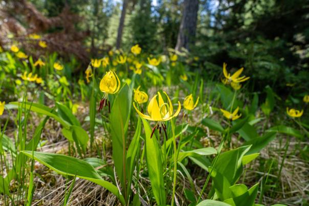 Glacier Lily Wildflowers