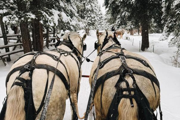 Winter Sleigh Rides