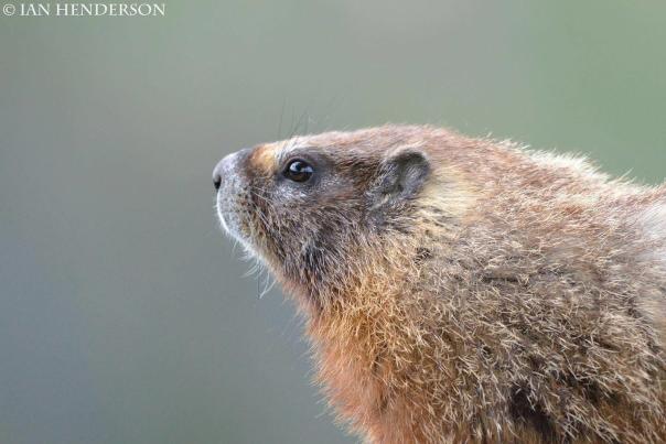 Interesting Facts About Marmots